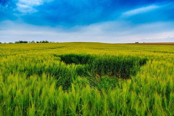 hun-green-wheat-field-and-blue