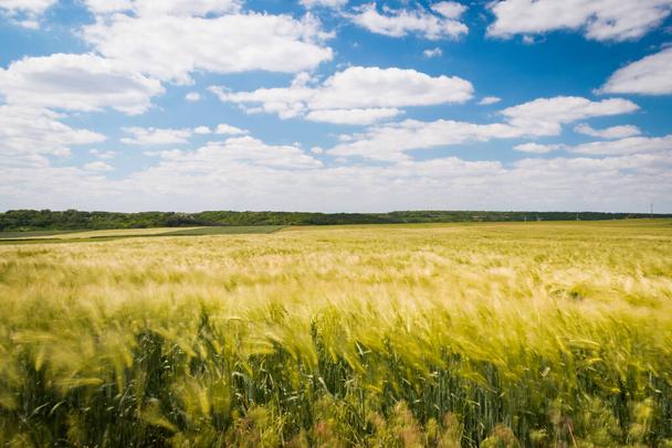 hun-landscape-wheat-fields-hungarian-countryside