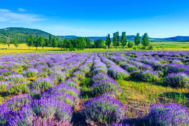 hun-lavender-field-in-the-summer